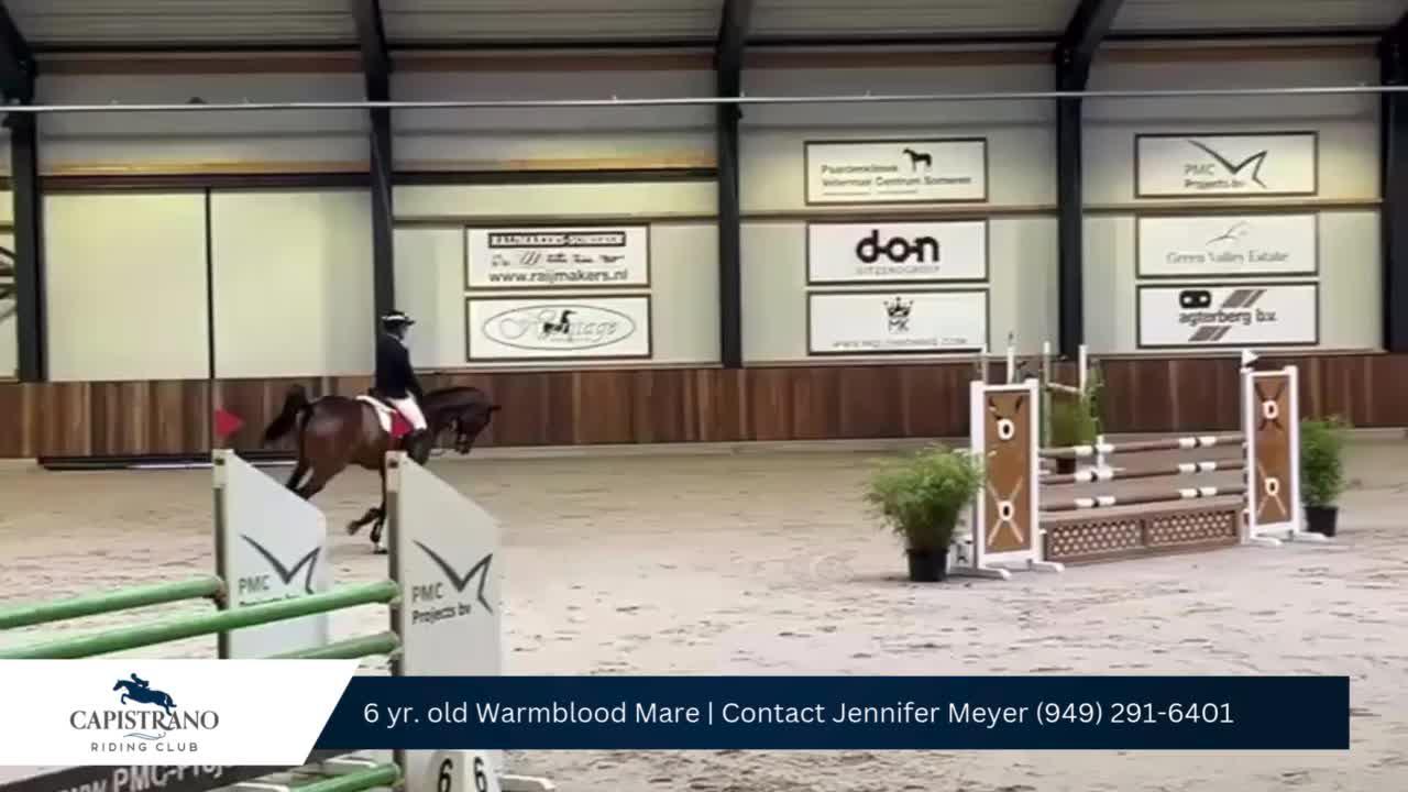 6 yr. bay mare (2).mp4