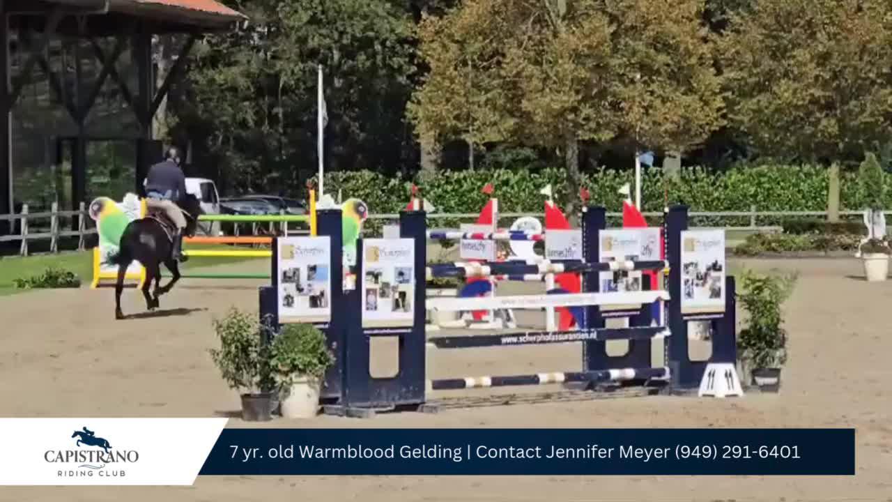 7 yr. bay gelding (2).mp4