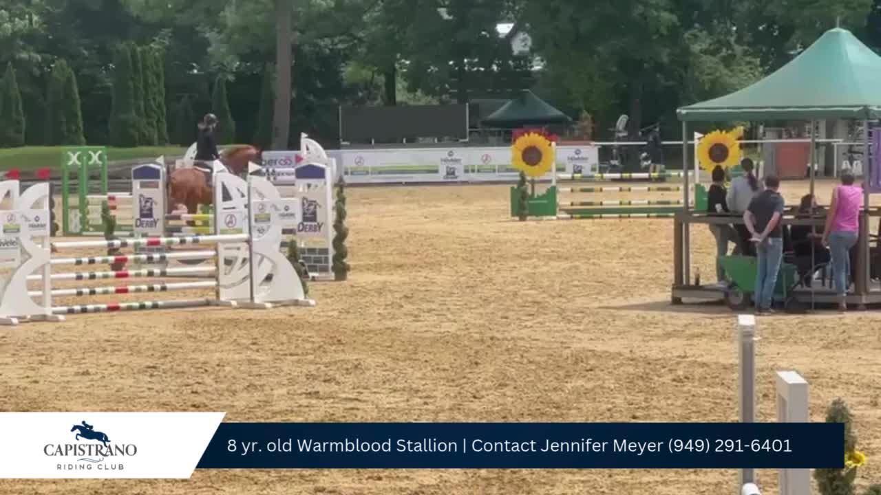 8 yr. chestnut stallion (2).mp4
