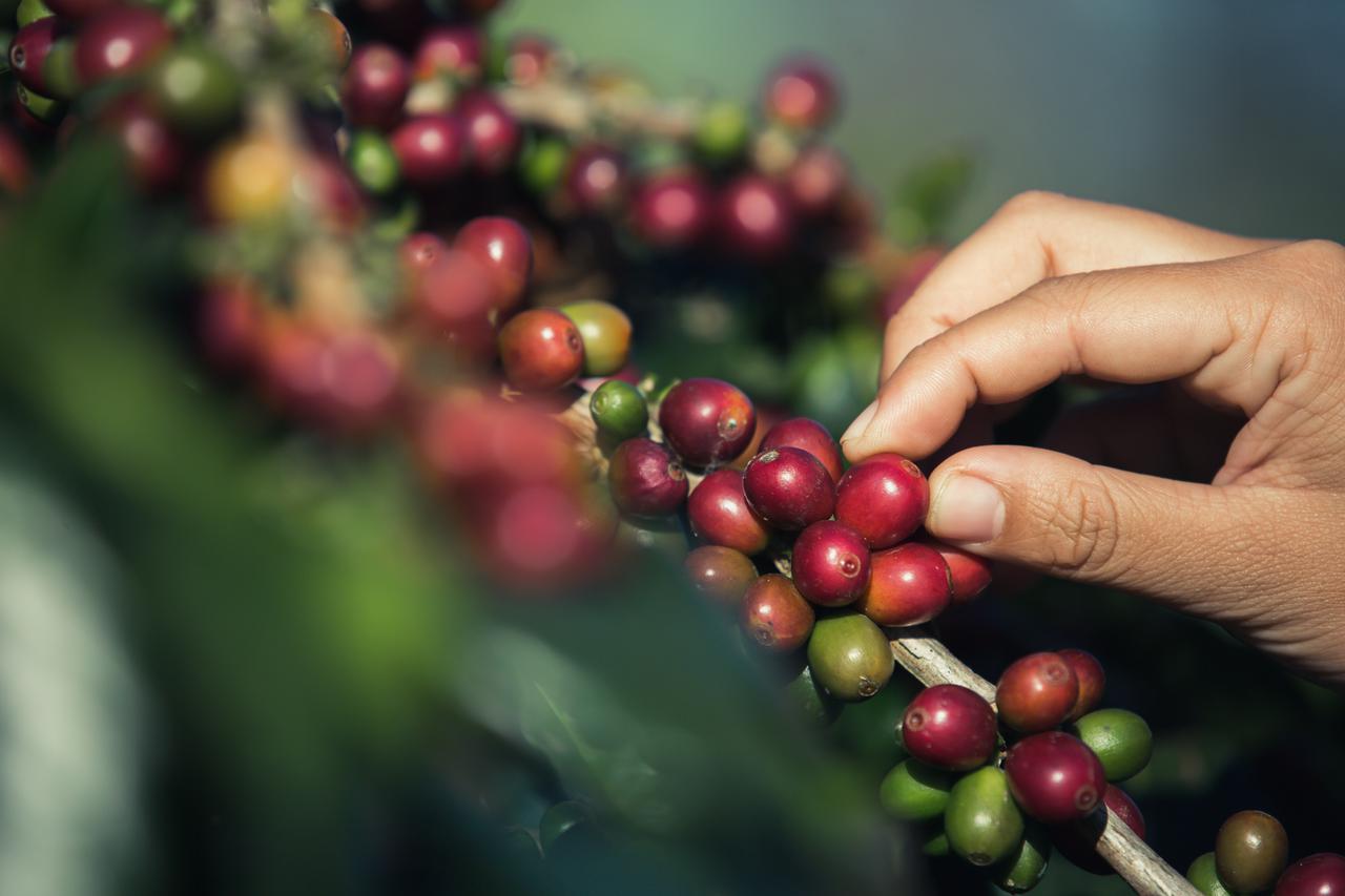 hands-that-are-picking-coffee-beans-from-coffee-tree.jpg