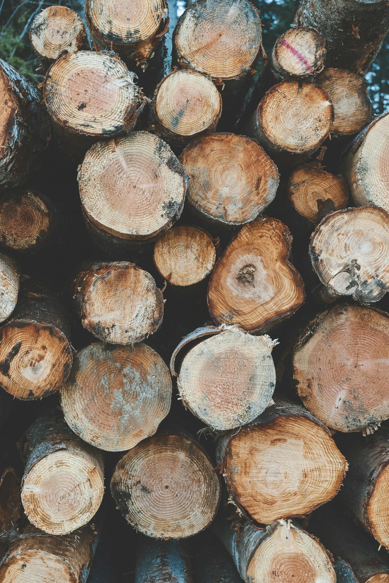 Freshly cut logs