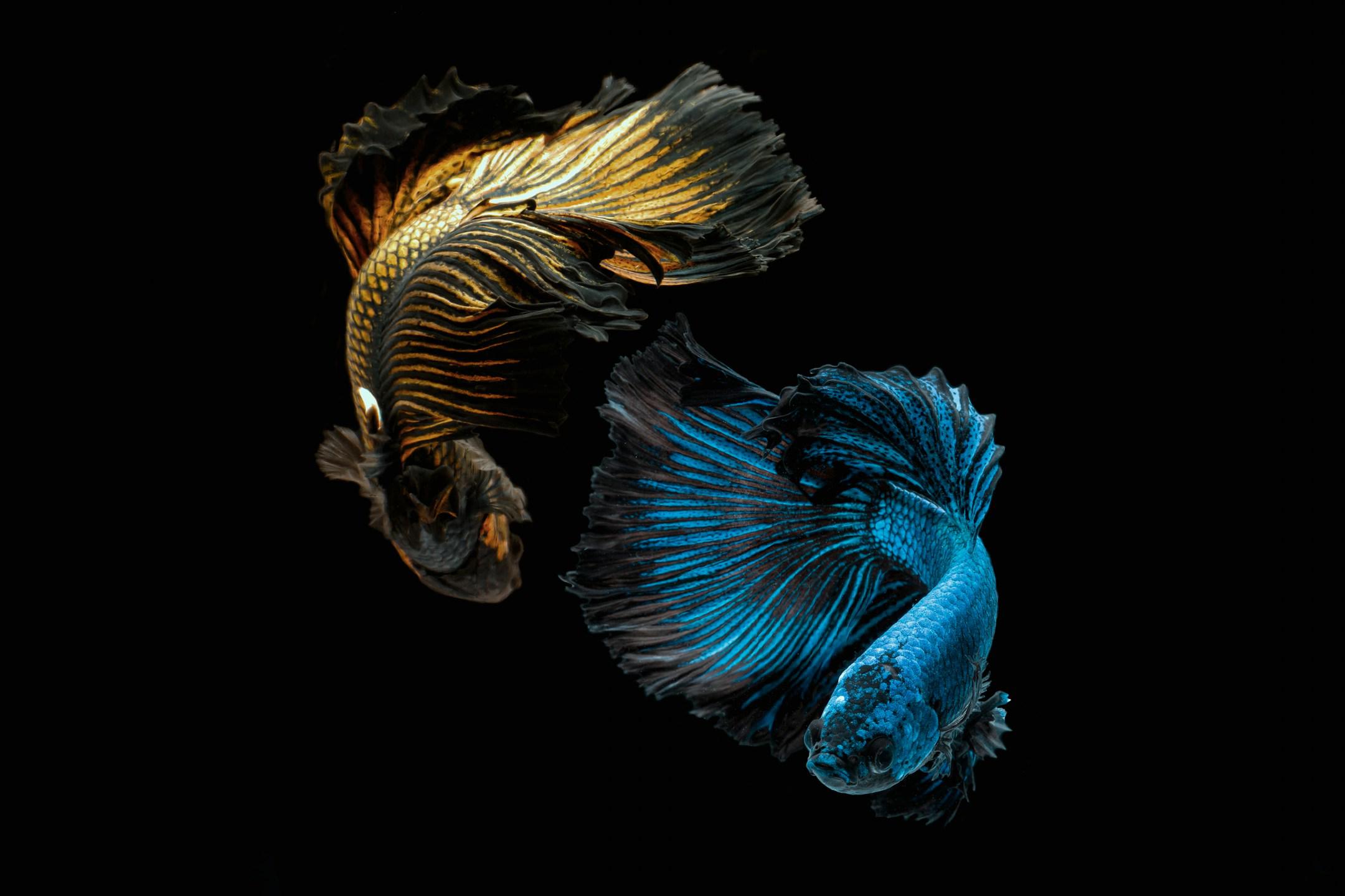 Dancing Bettas