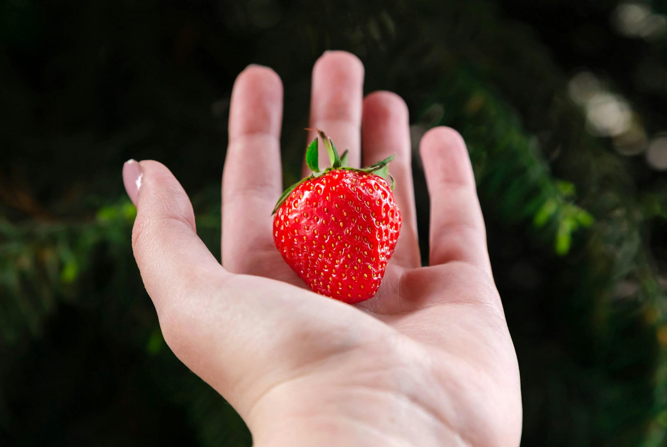 Closeup of a woman hands holding fresh strawberries on green background