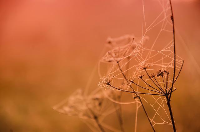 autumn-4523664_640.jpg