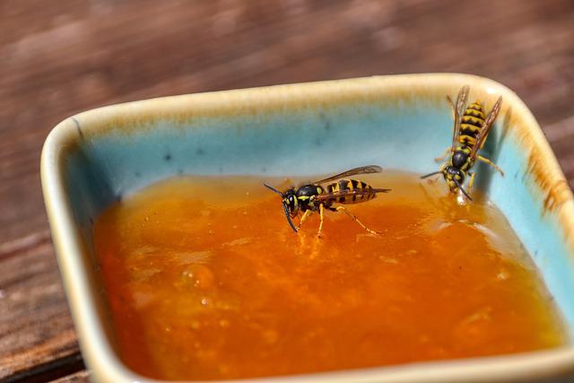 wasps-5436596_640.jpg