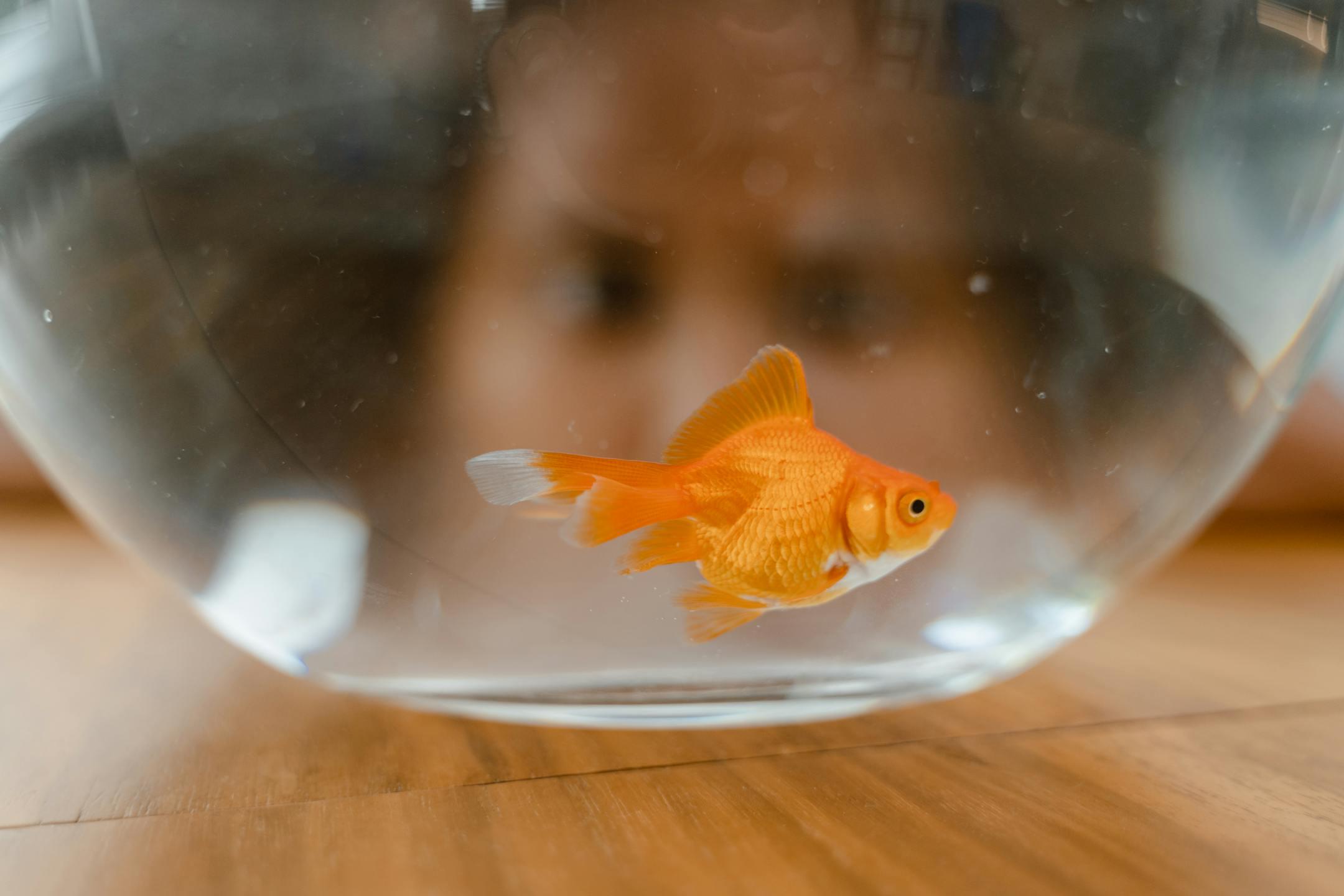 Vivid goldfish swimming in a clear bowl, observed by a child peering closely, indoors daytime scene.