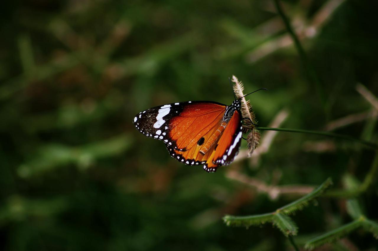 Detailed macro shot of a monarch butterfly resting on a twig, showcasing vibrant colors and delicate wings.