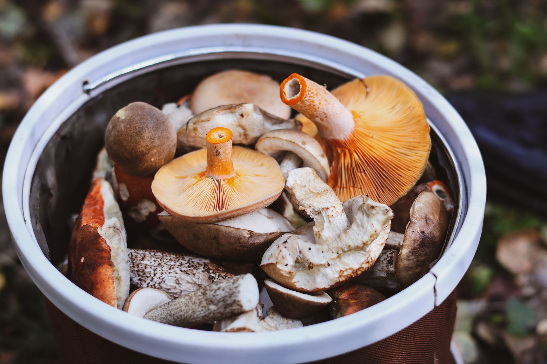 Forest Foraging