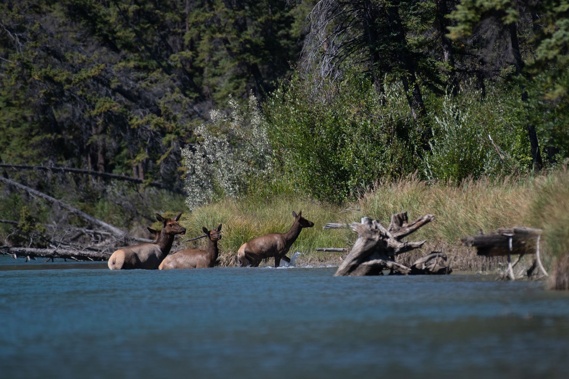Wildlife Watching