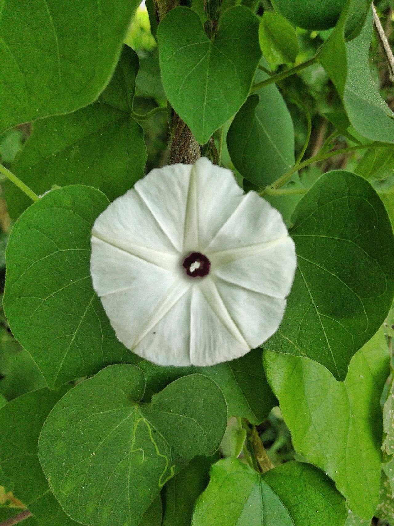White Flower, Green Leaves, nature, outdoor shoot, shot with mobile,