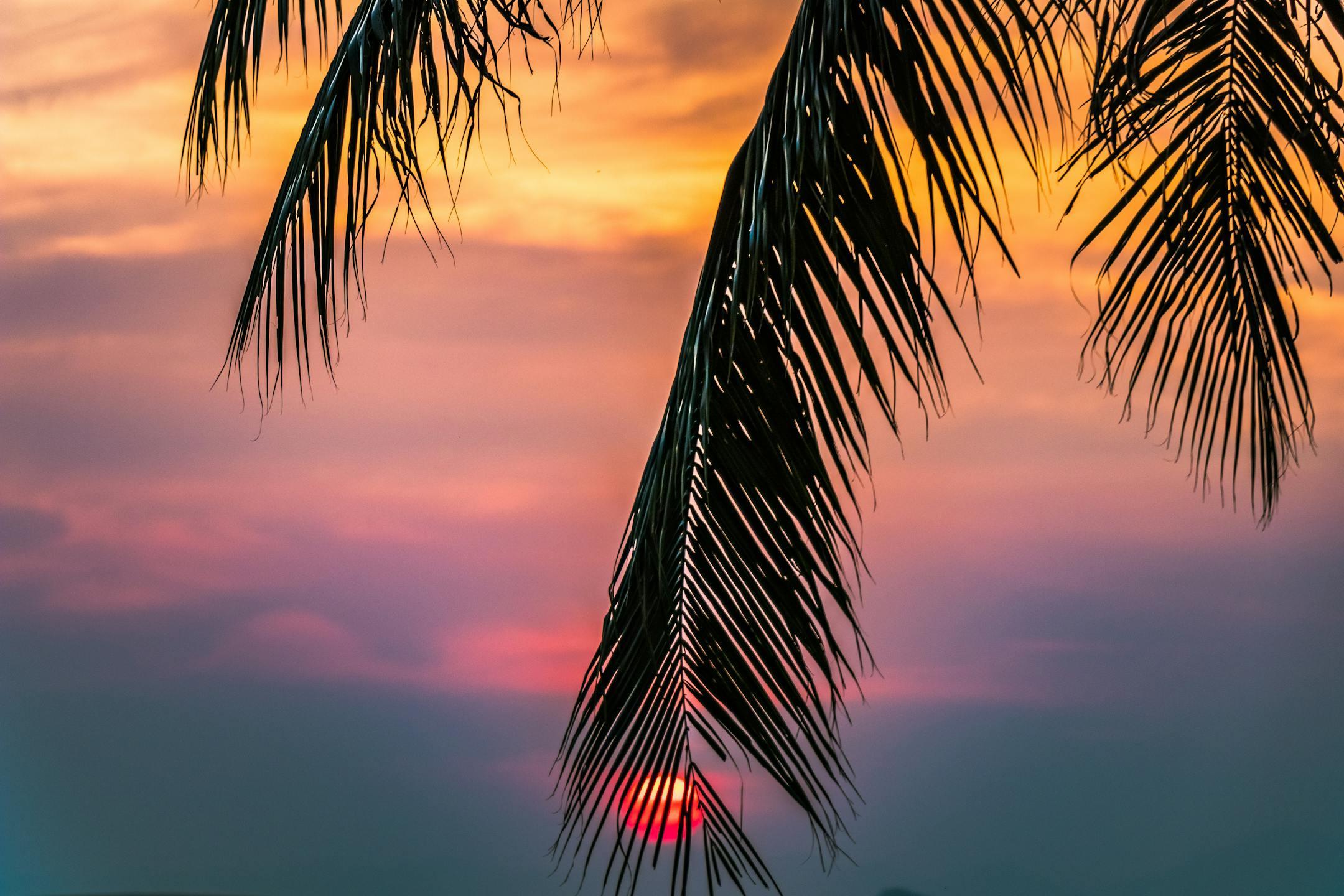 Scenic tropical sunset framed by palm leaves, creating a serene summer evening ambiance.