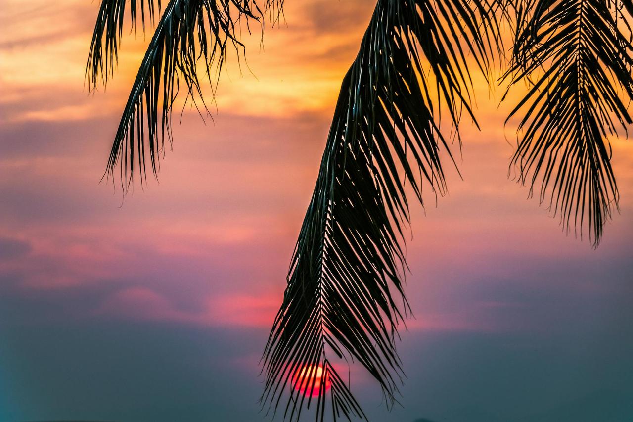 Scenic tropical sunset framed by palm leaves, creating a serene summer evening ambiance.