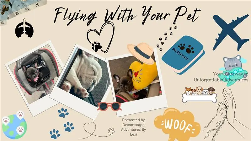 flying the world your dog.webp
