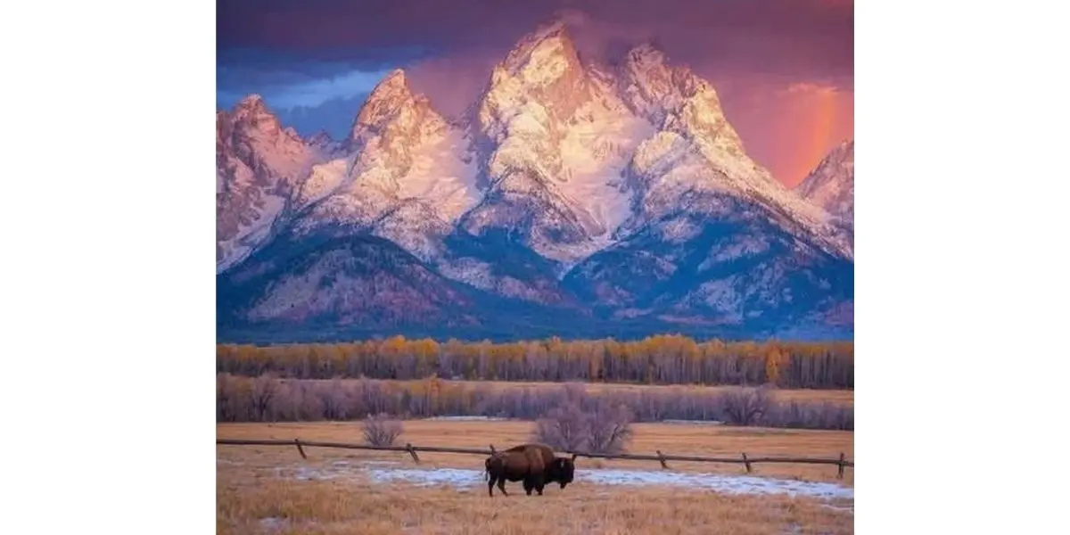 A breathtaking autumn landscape showcasing the majestic Grand Teton mountains in the background, with a buffalo in the foreground reflecting the peaks. Partially clouded skies over the mountains, and a few lush green trees on the sides. The composition is simple, focusing on the natural beauty of the scene. The colors are vibrant, emphasizing the rich greens of the trees and the deep blues of the lake, capturing the essence of a national park adventure.