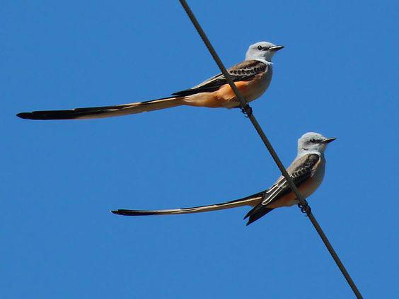 male-and-female-scissor-tailed-flycatchers-chris-jackson.jpg
