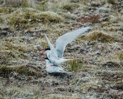 arctic tern 2.jpeg
