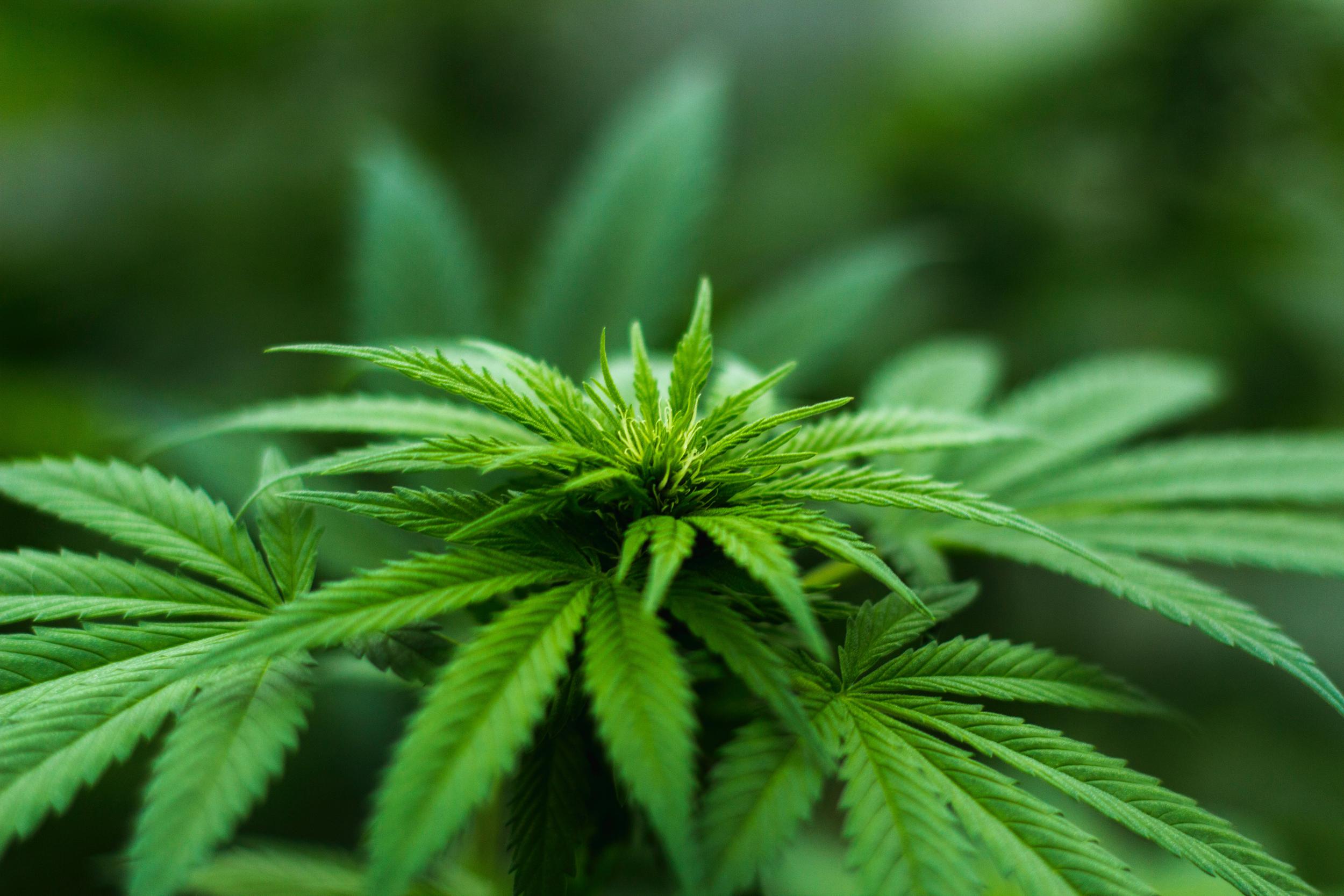 shallow-focus-photography-of-cannabis-plant-606506.jpg