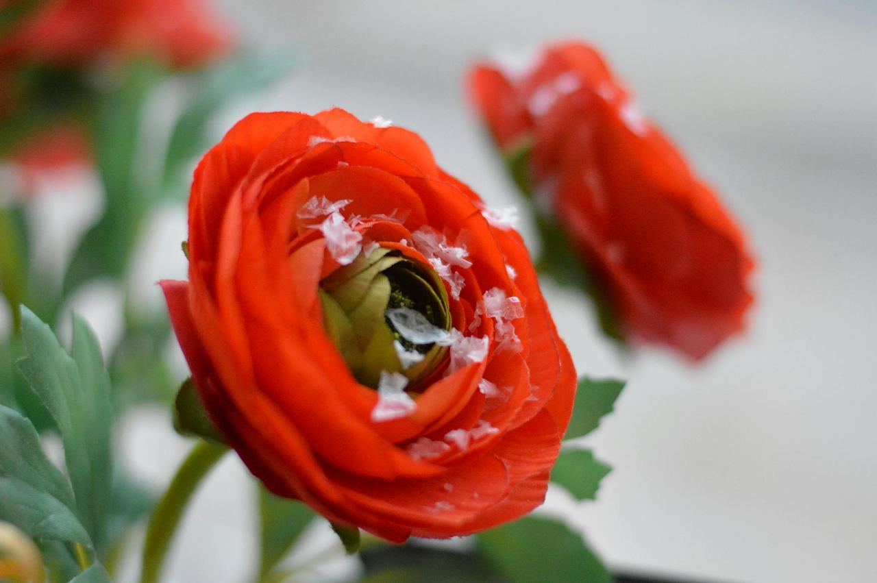 Close-up of a vibrant red ranunculus flower adorned with melting snowflakes, capturing winter's beauty.
