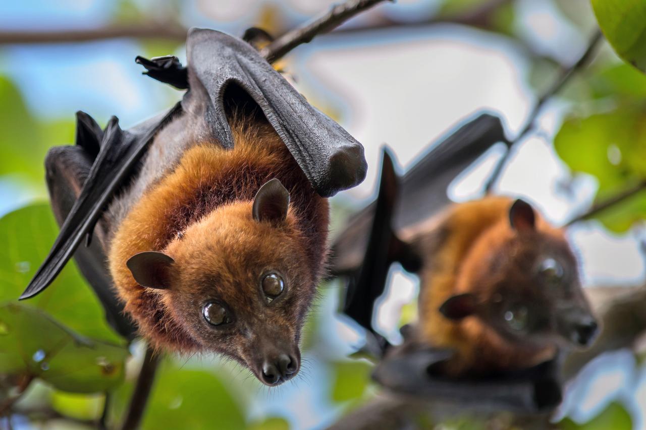 fruit-bat-by-jeff.jpg