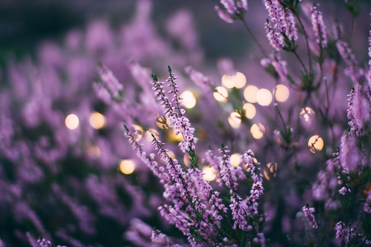 Lavender flower bed in the evening