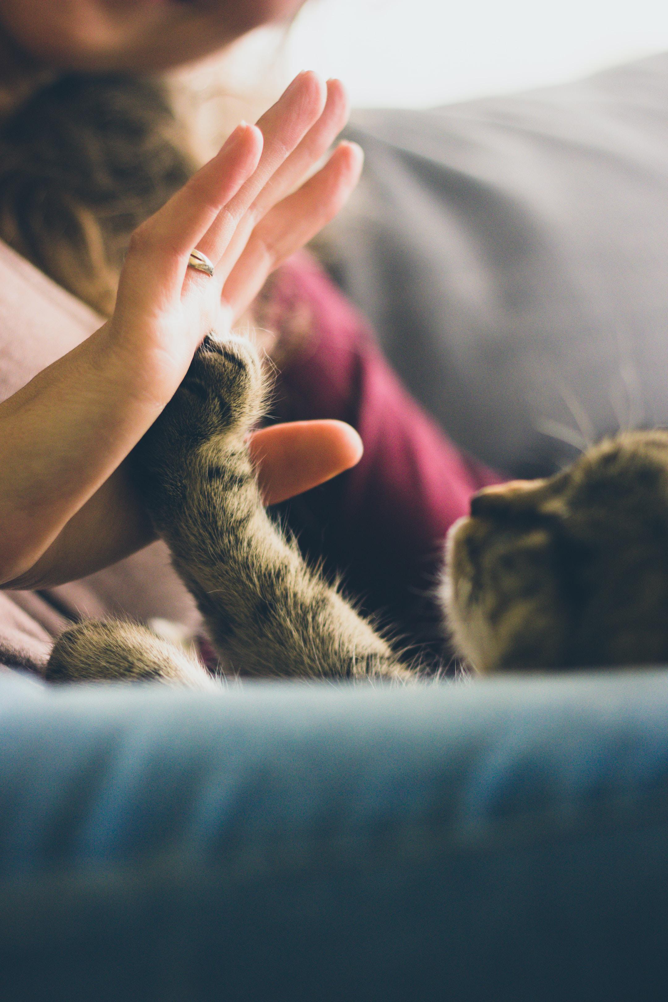A woman high-fiving a cat