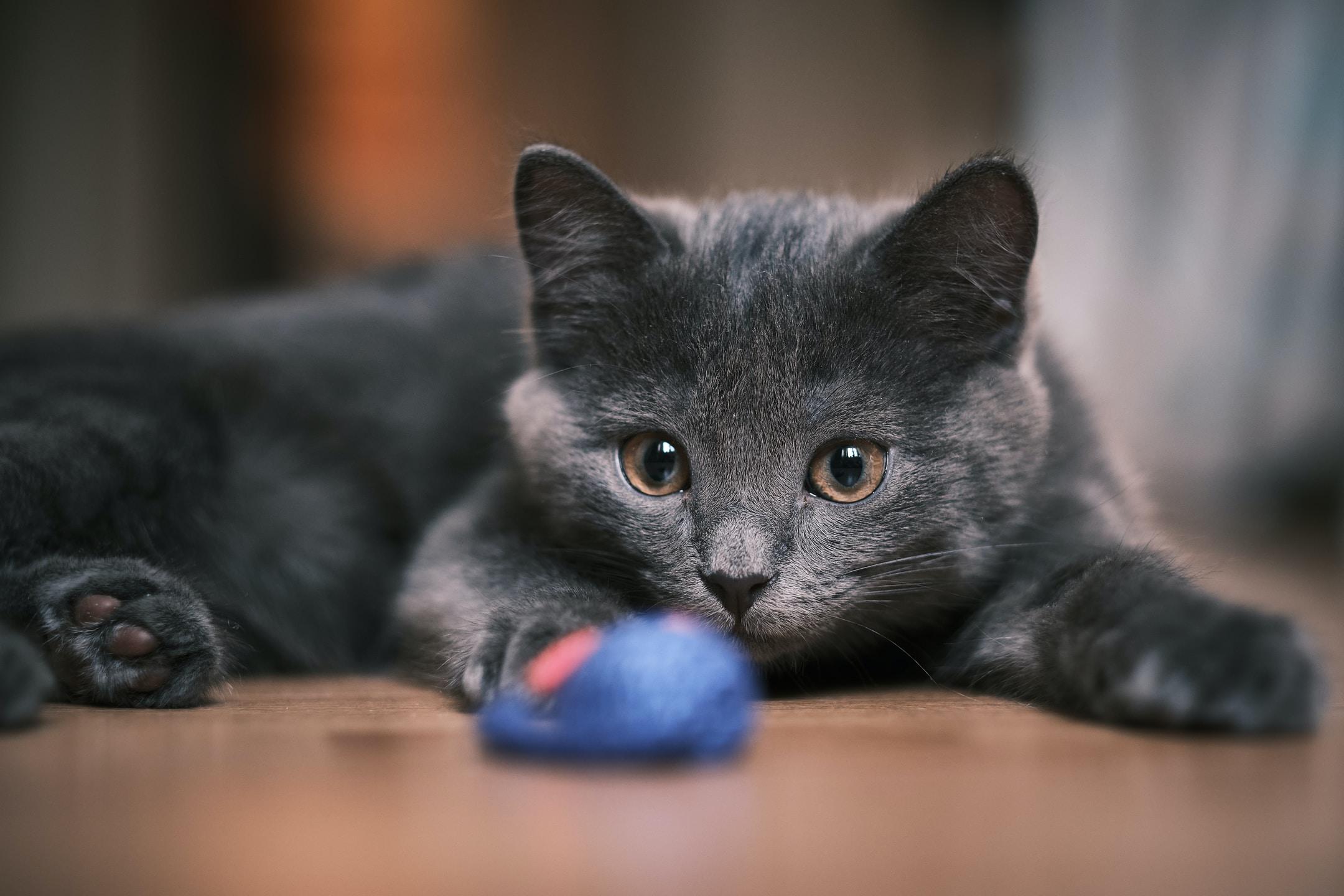 A cat starring at a toy