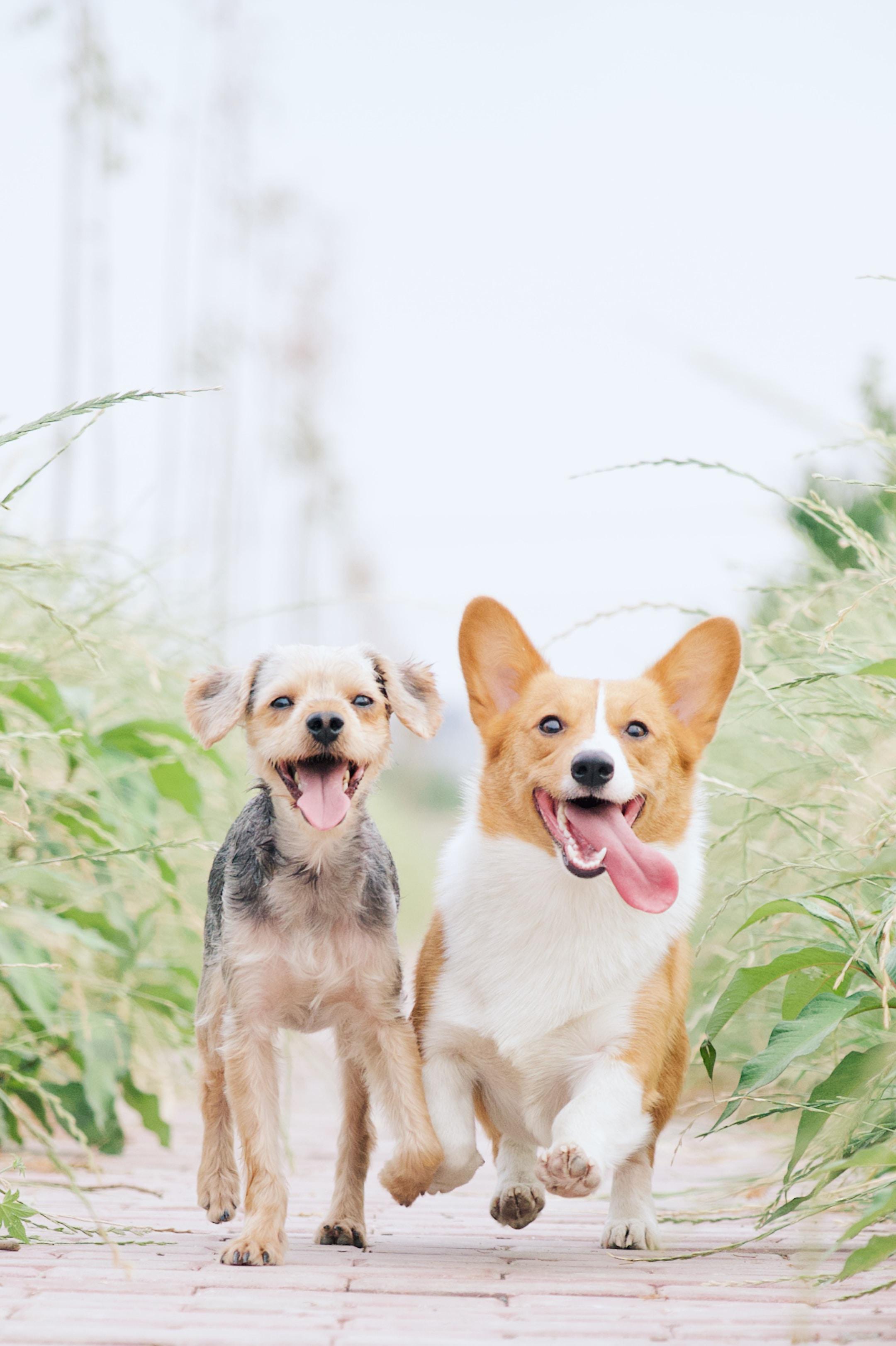 Two happy dogs running down a pathway