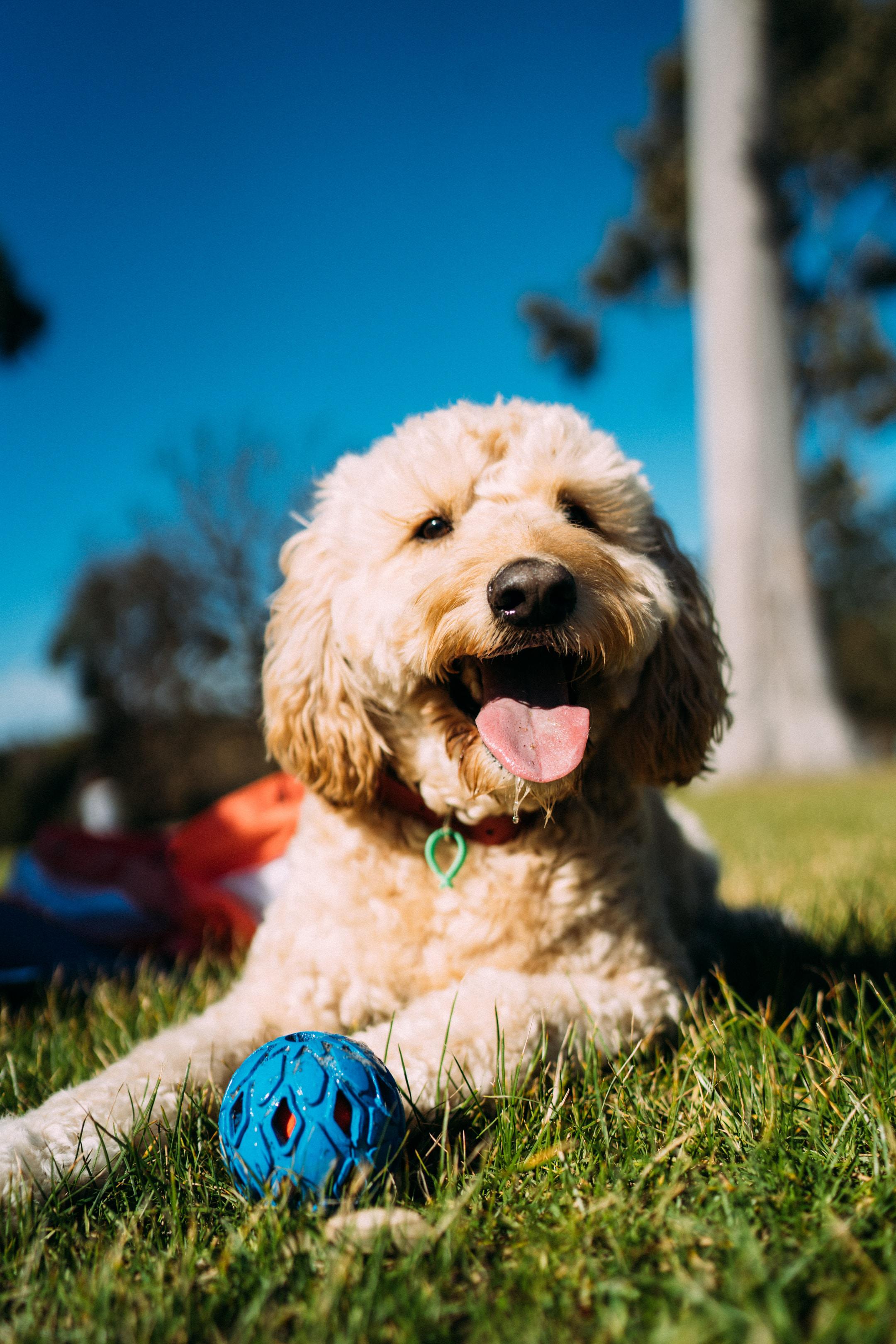 A labradoodle dog sitting with a ball