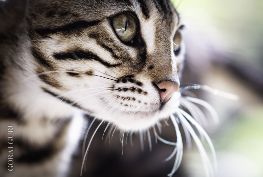 Close-up portrait of Louis