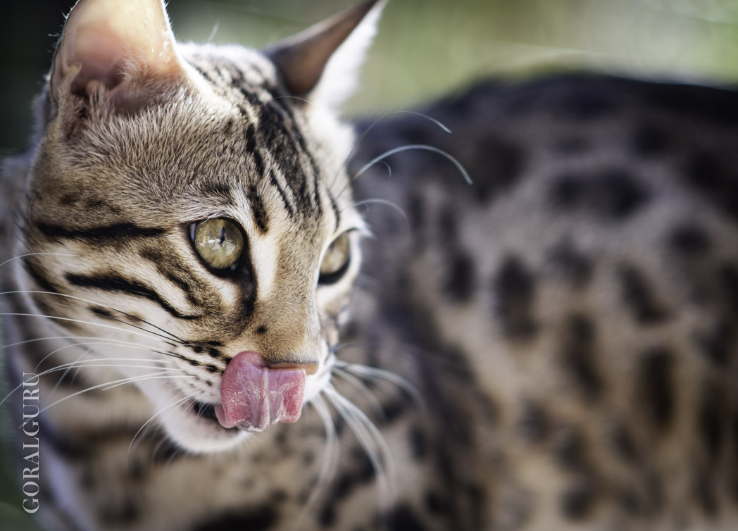 Playful portrait of Louis