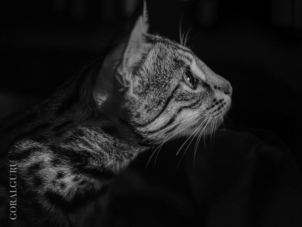 Flora at 21 months old