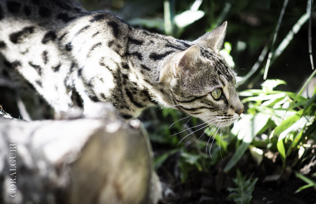 Flora showing her spotted coat