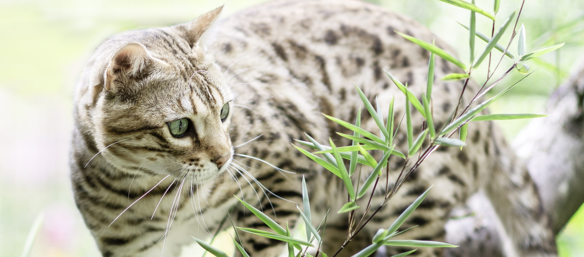 A Goralguru Bengal cat exploring among green leaves