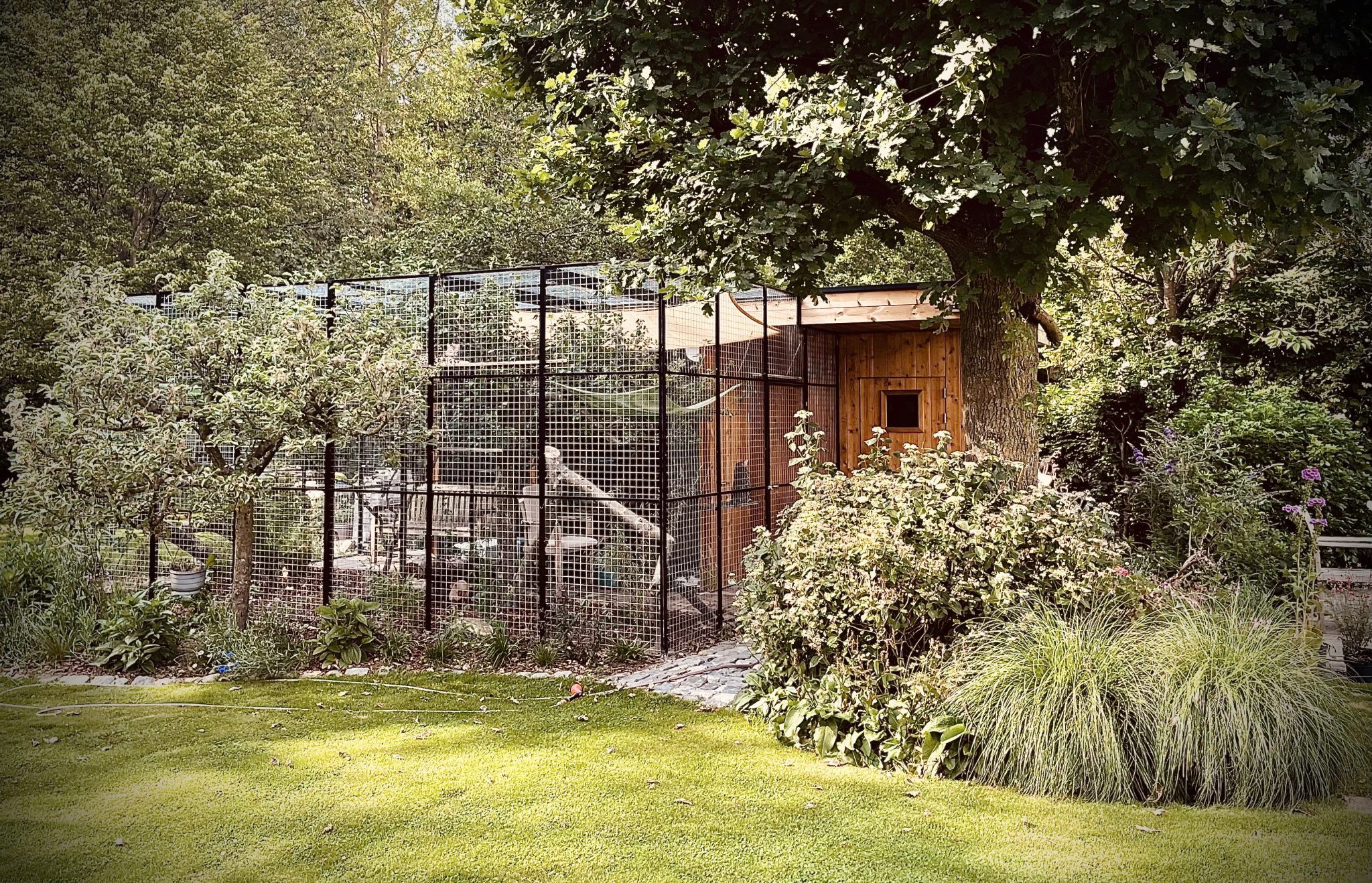 The outdoor stud home for the Goralguru male cats