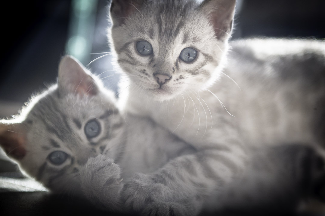 Goralguru Bengal kittens
