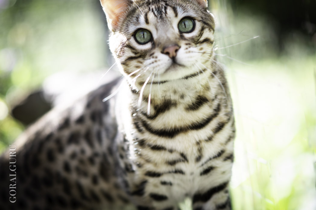 Coup de Coeur in profile