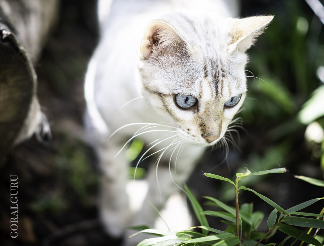 Lolly showing her Bengal coat