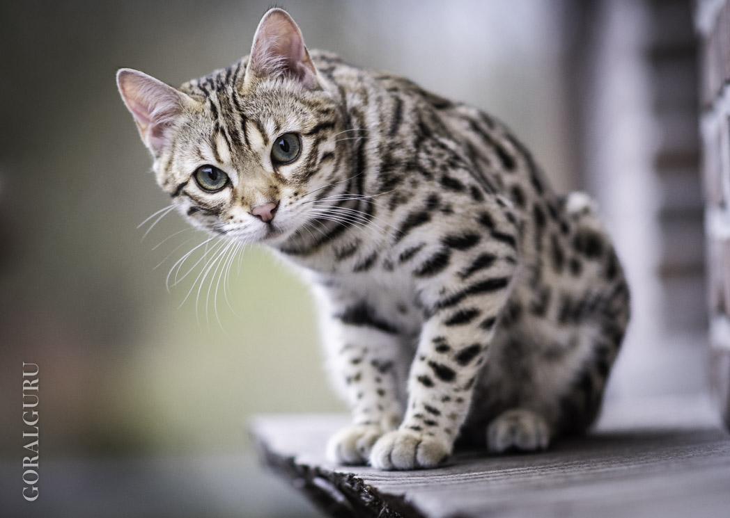 The adult Bengal girl at five months old
