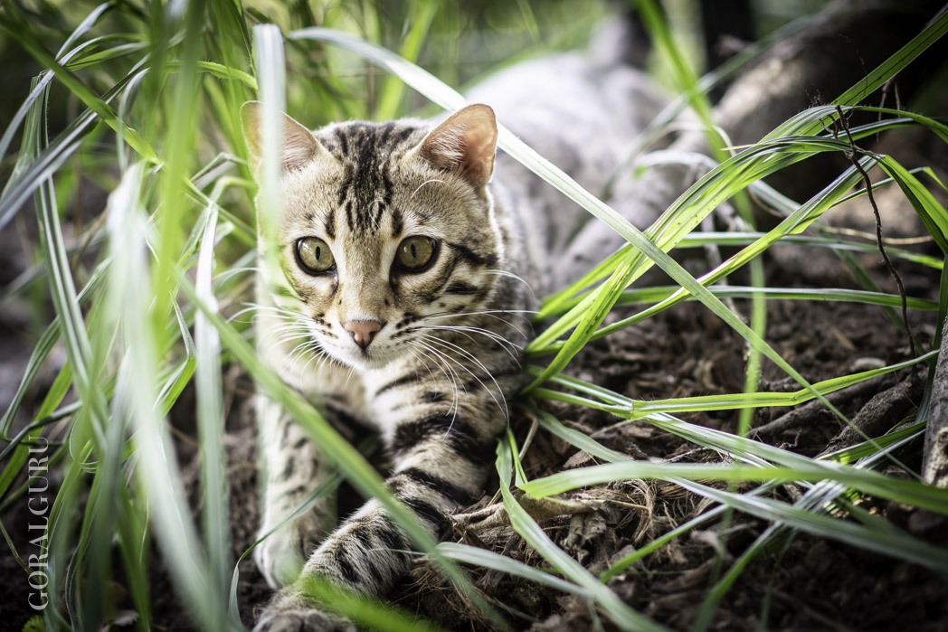 Louis at one year old
