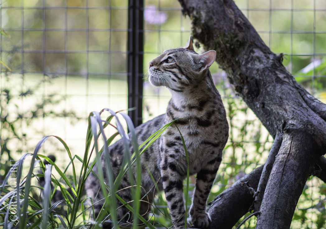 Louis at one year old