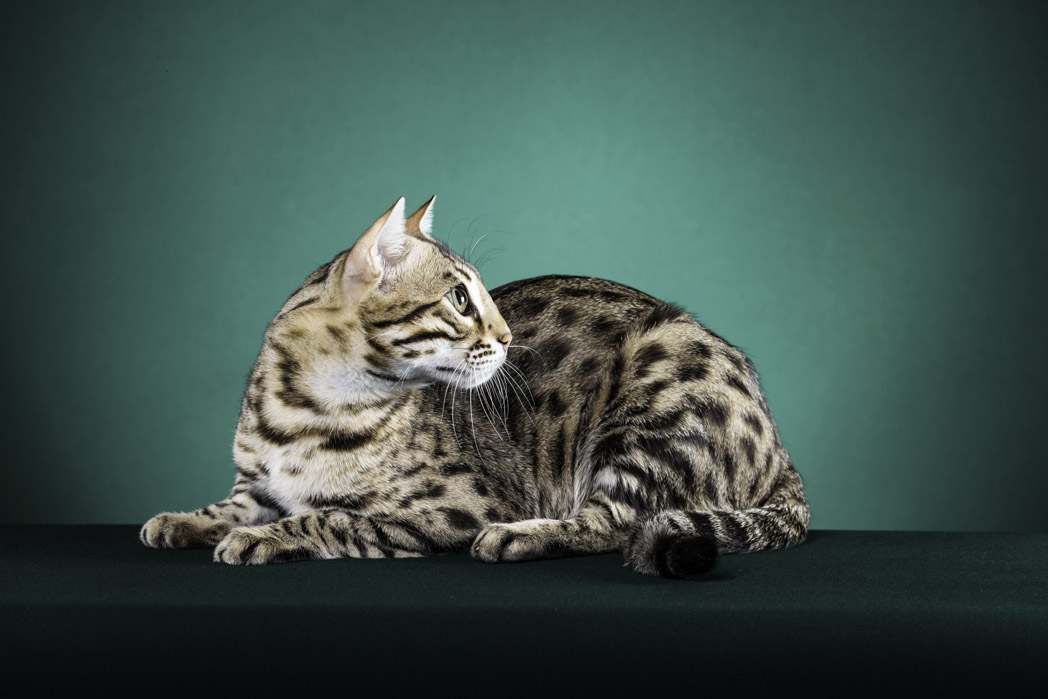 Louis as a young cat
