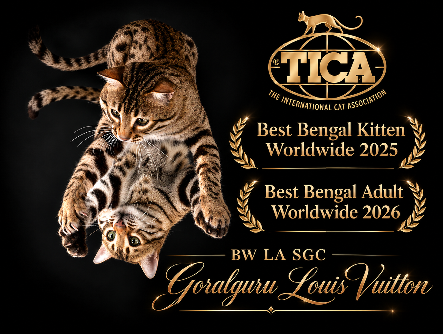 A Goralguru Bengal representing the quality of our cats