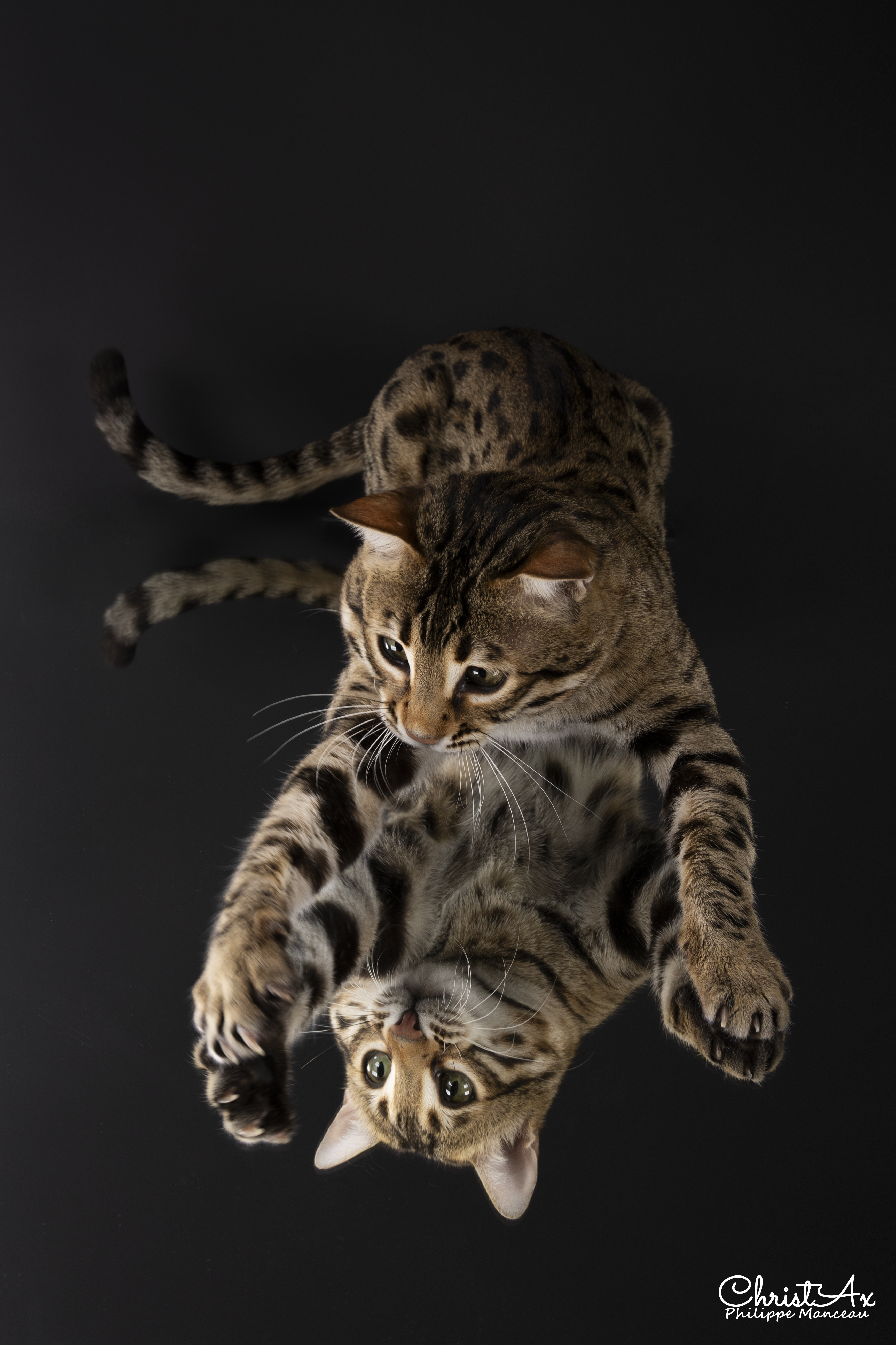 Louis as a kitten with a littermate