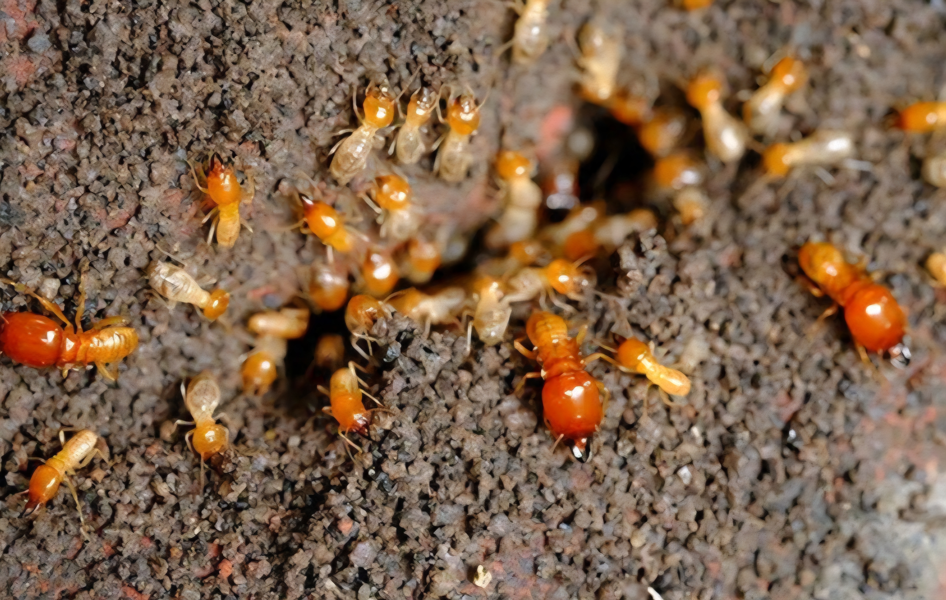 Termite damage and treatment