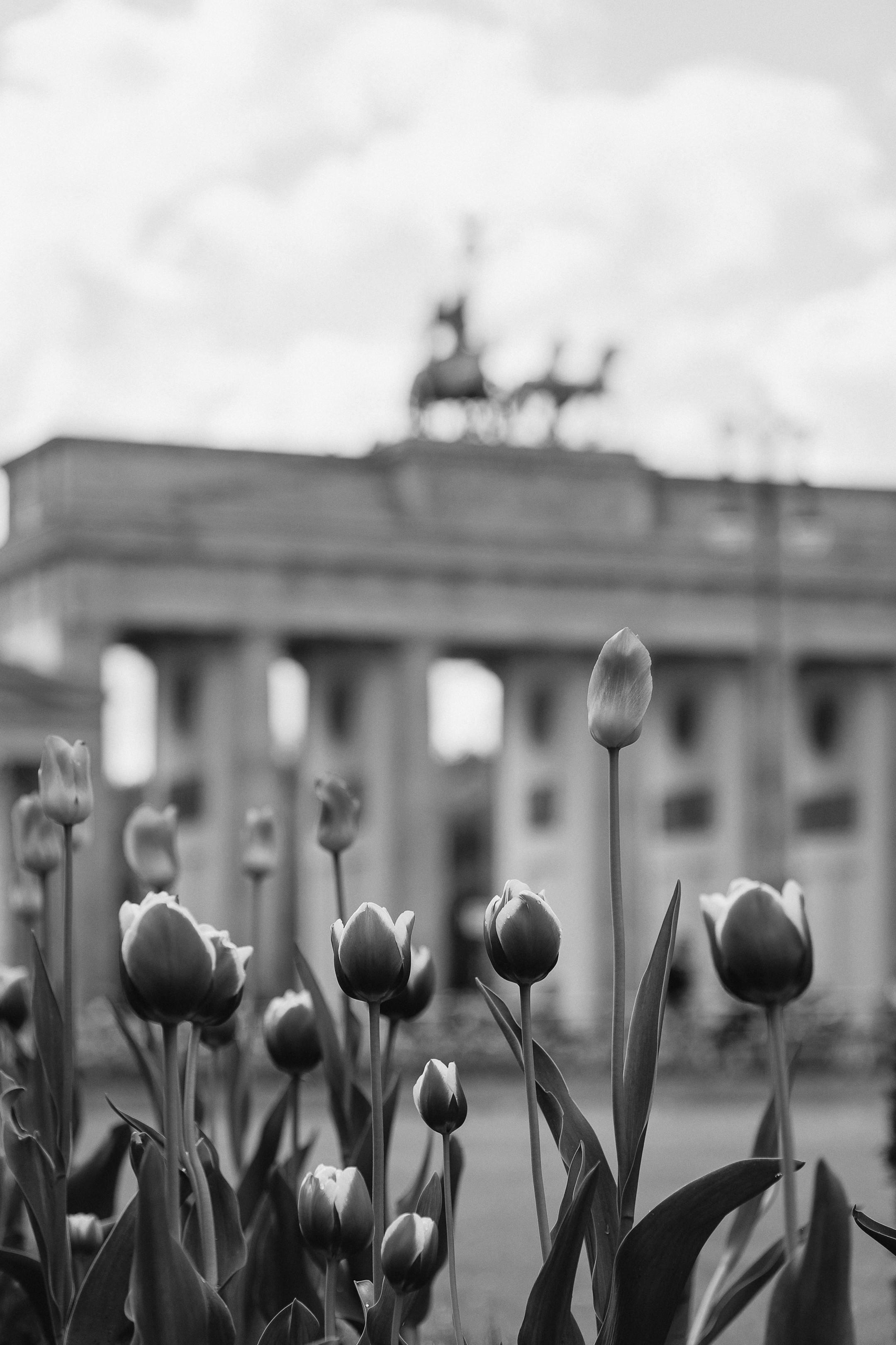 Black and white tulips in foreground with Berlin's Brandenburg Gate in the background.