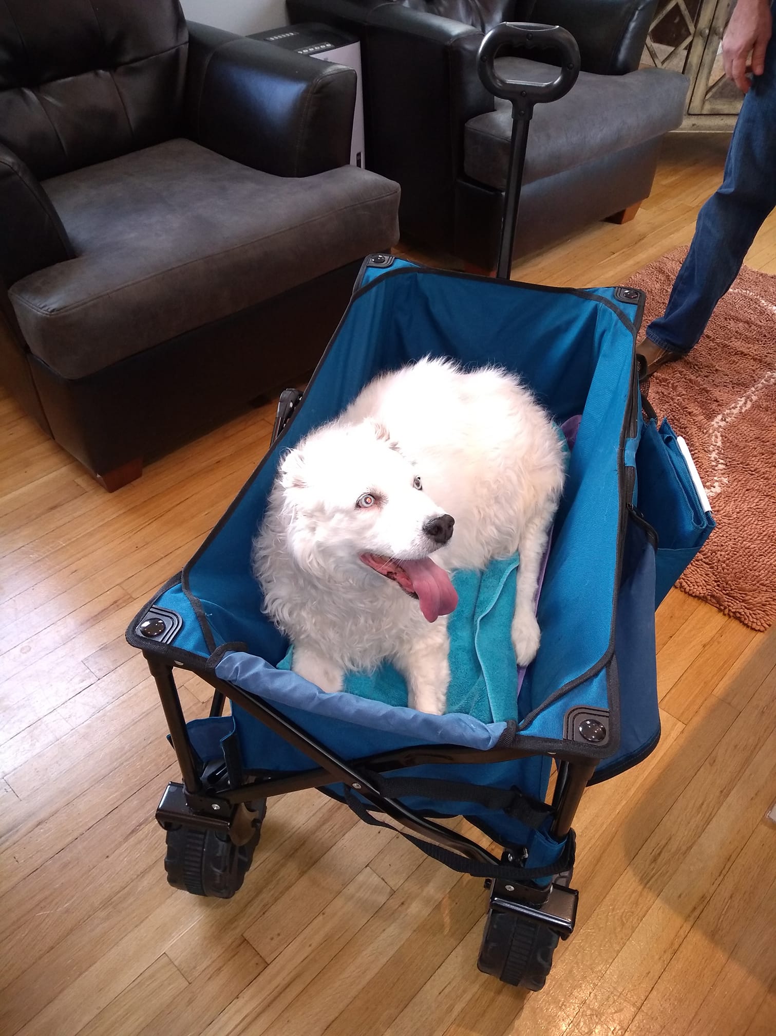 Pearl Joe Naccarato going for a stroll at aaapetservices