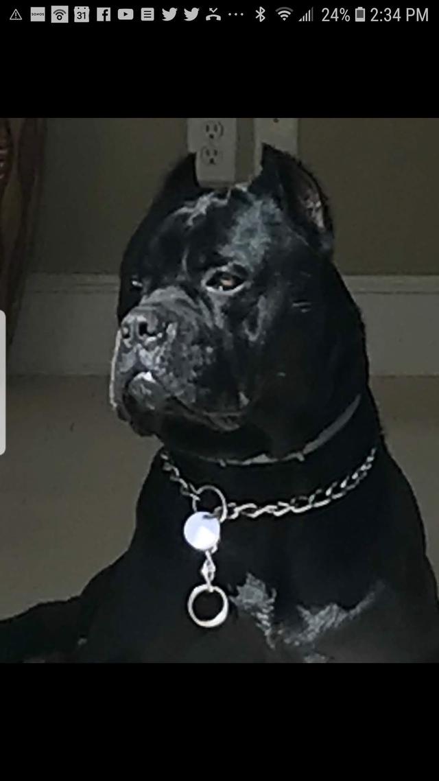 AAA pet services Home