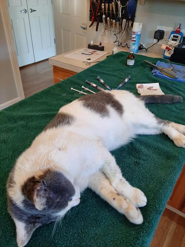 AAA pet services Home