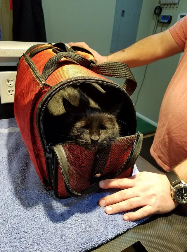 AAA pet services Home