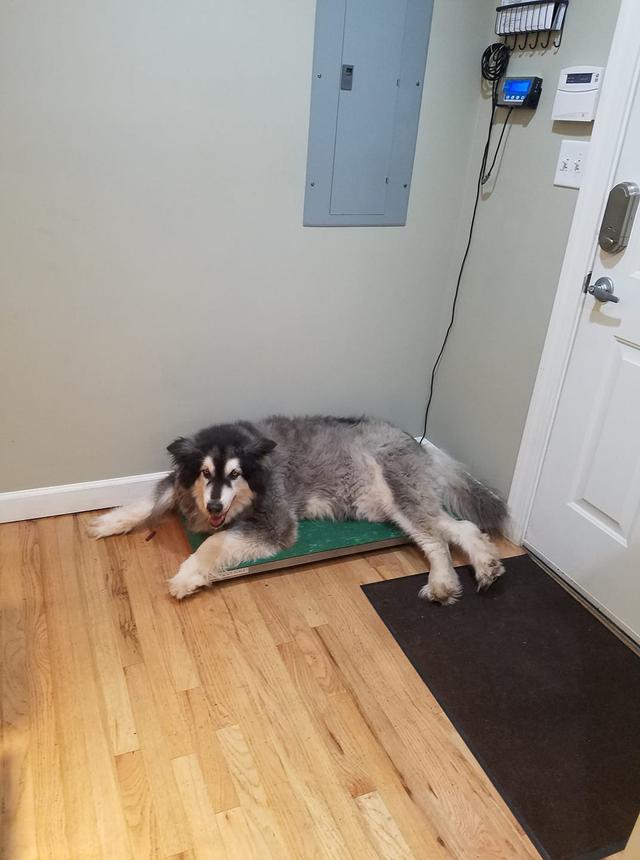 AAA pet services Home